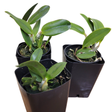 Load image into Gallery viewer, Laelia alaorii x sibling  *Miniature Species*