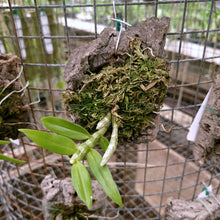 Load image into Gallery viewer, Dendrobium primulinum album *Species*