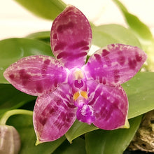Load image into Gallery viewer, Phalaenopsis Memoria Dorothy Anne Griffeth Ray