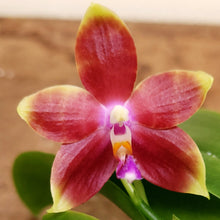 Load image into Gallery viewer, Phalaenopsis Memoria Dorothy Anne Griffeth Ray