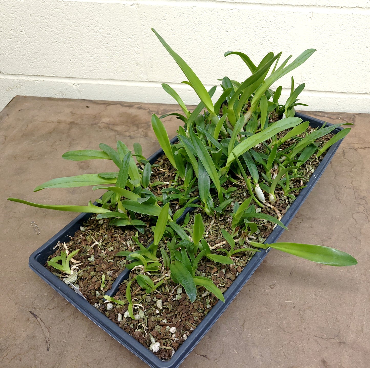 **PARTIAL COMMUNITY TRAY** Laelia lobata (A)