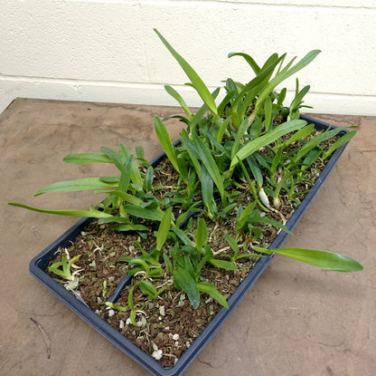 **PARTIAL COMMUNITY TRAY** Laelia lobata (A)