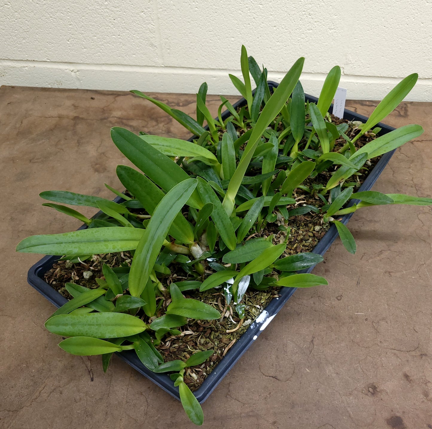 **PARTIAL COMMUNITY TRAY** Laelia lobata (A)
