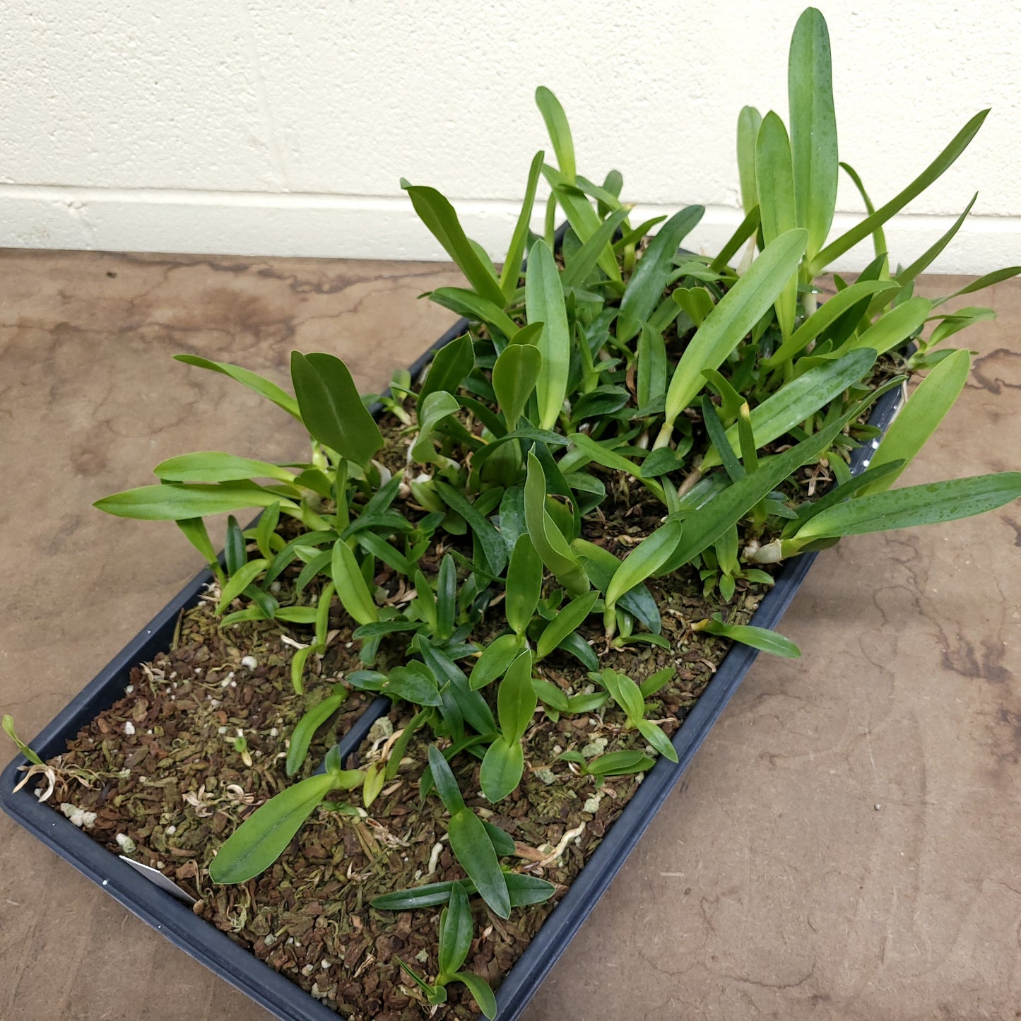 **PARTIAL COMMUNITY TRAY** Laelia lobata (B)