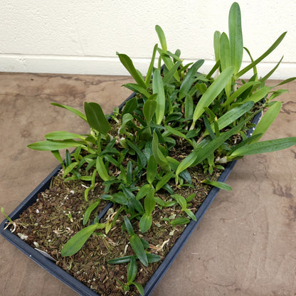 **PARTIAL COMMUNITY TRAY** Laelia lobata (B)