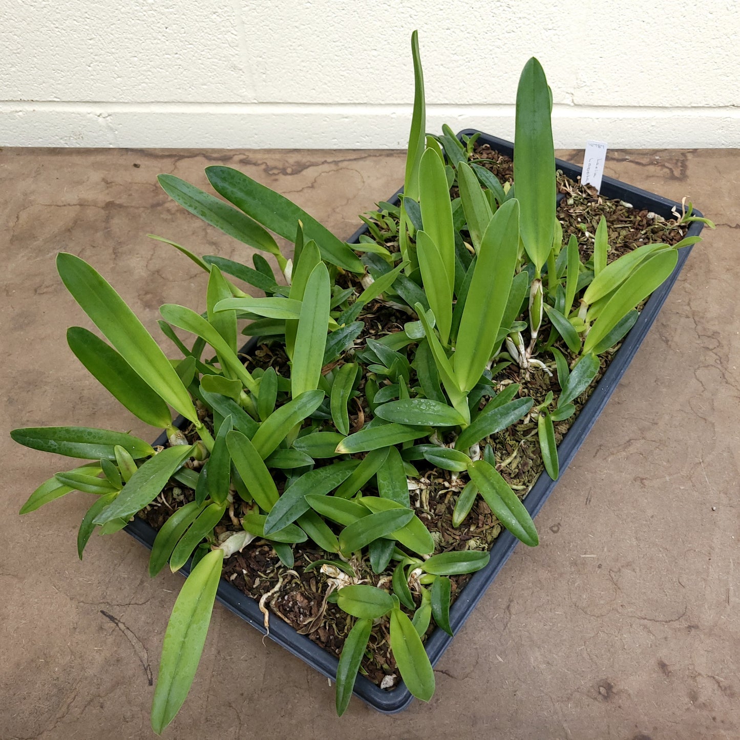 **PARTIAL COMMUNITY TRAY** Laelia lobata (B)