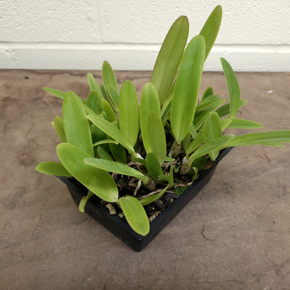 **COMPOT** Cattleya gaskelliana (A)
