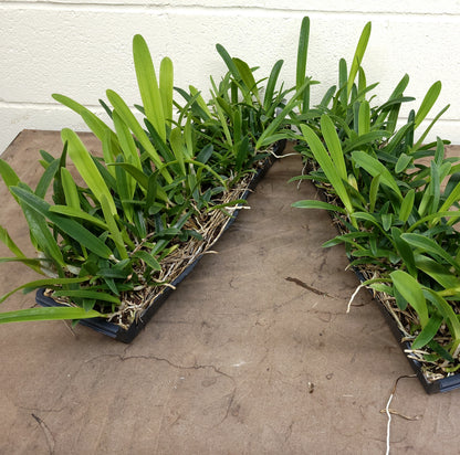 *1/2  TRAY** Laelia purpurata var. werkhauseri