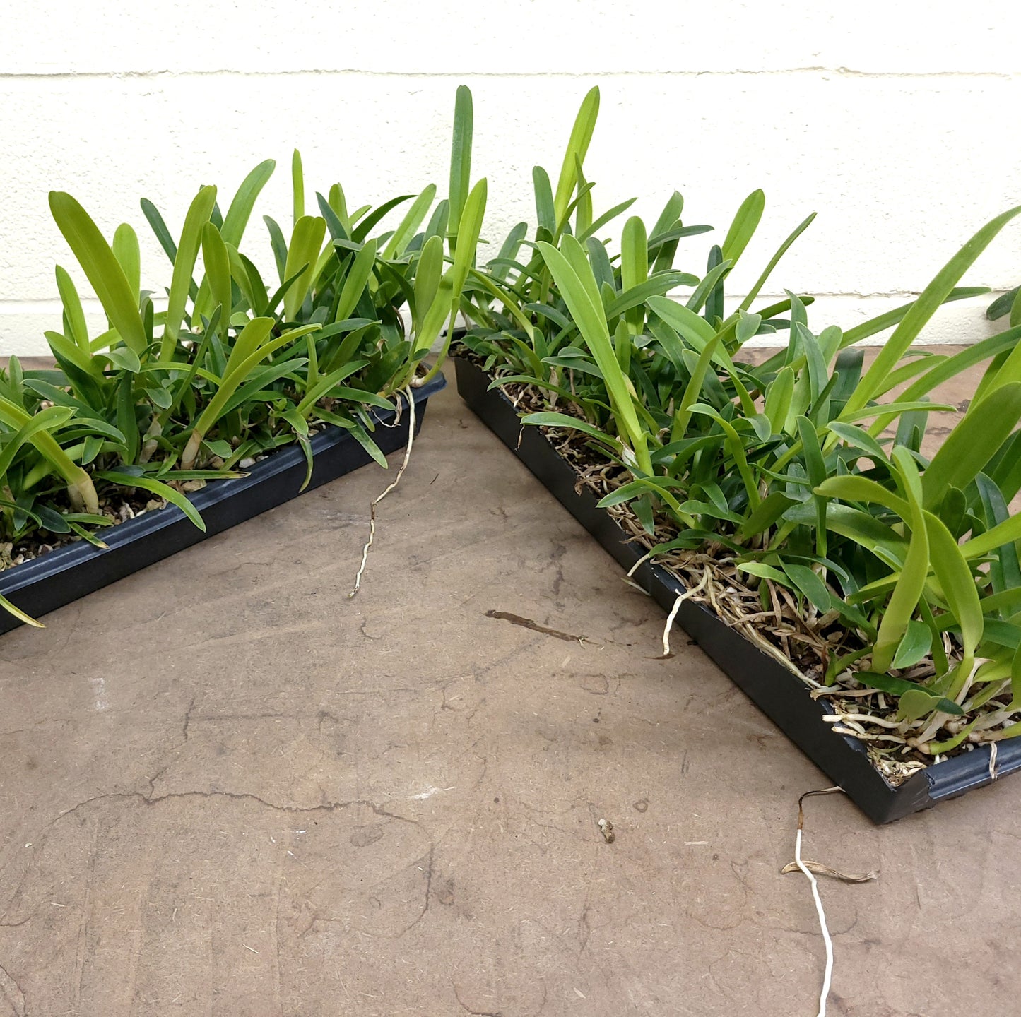 *1/2  TRAY** Laelia purpurata var. werkhauseri
