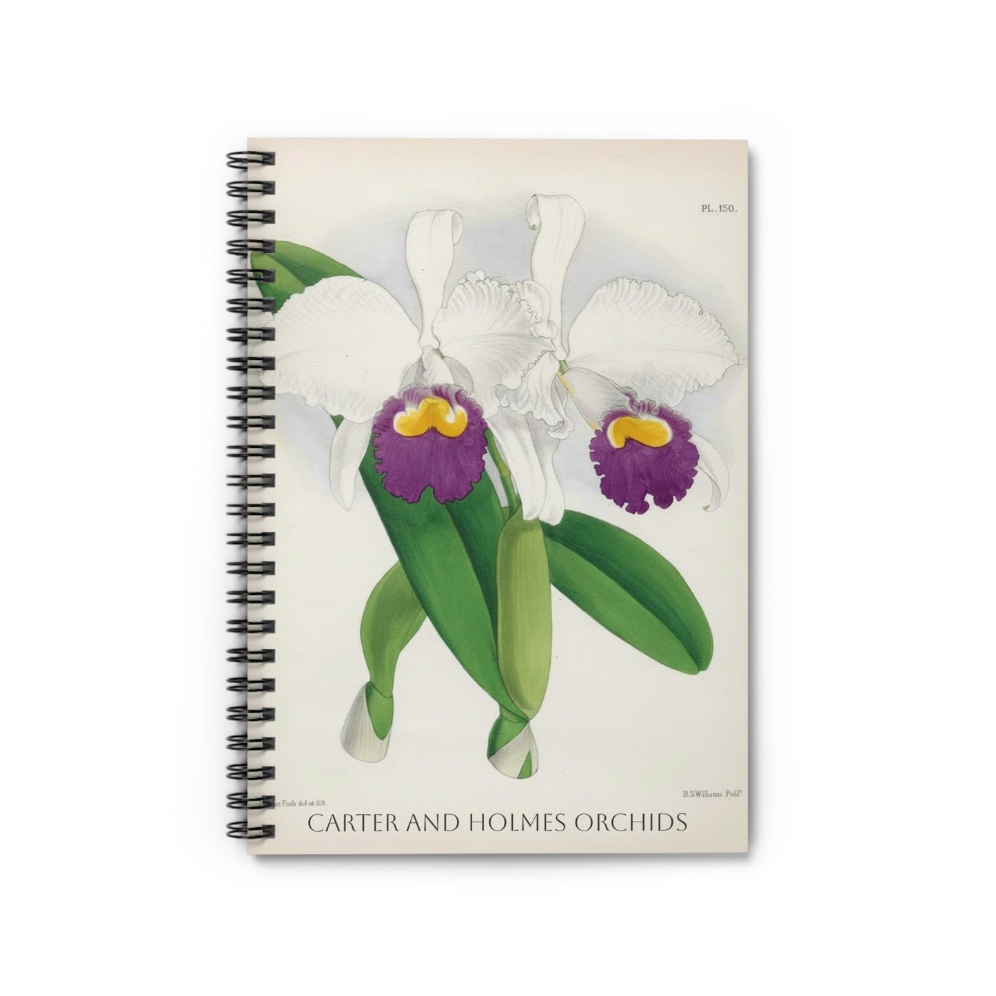 White Cattleya Orchid Spiral Notebook | Ruled Lined Journal, Botanical Illustration