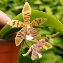 Load image into Gallery viewer, Phalaenopsis Meen Estrella