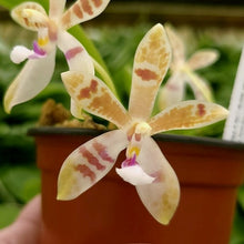 Load image into Gallery viewer, 6- pack  Phalaenopsis Meen Estrella
