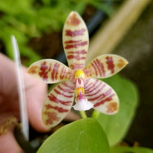 Load image into Gallery viewer, 6- pack  Phalaenopsis Meen Estrella