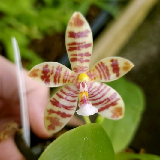 Phalaenopsis Meen Estrella
