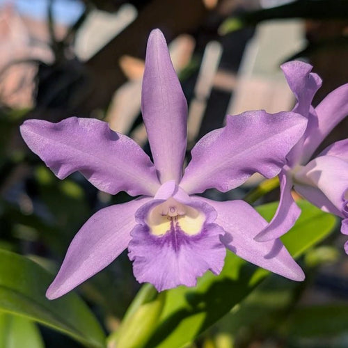 Cattleya bowringiana coerulea 'Willowpond' x Cattleya Leoloddiglossa coerulea 'Exotic Orchids'