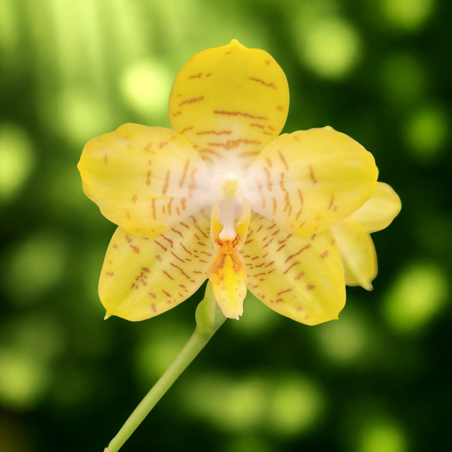 Phalaenopsis Newberry Goldfinch