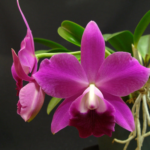 *FLASK* Laelia perrinii x Lc. Mini Purple