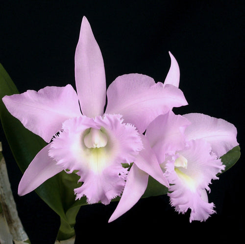 Bc. Angel Lace 'Perfection'  *Division*
