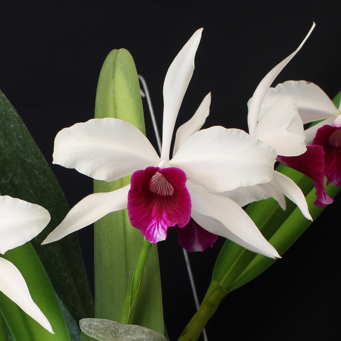 Laelia purpurata var. semi-alba