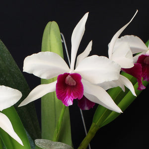 Laelia purpurata var. semi-alba