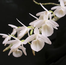 Load image into Gallery viewer, Dendrobium primulinum album *Species*