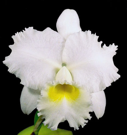 *6-Pack* Cattleya Celestial Bliss