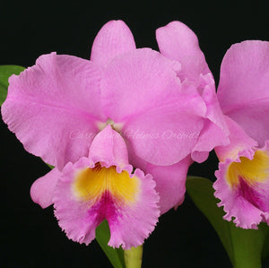 Blc. Spring Dawn x Blc. Southern Seto