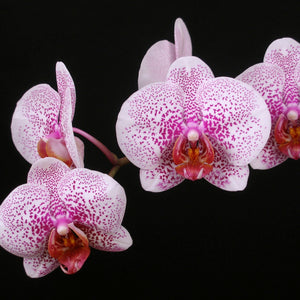 6-pack--Phal. Da Shang Pink Freckles  x Phal. Looking for Matthew 'Newberry'
