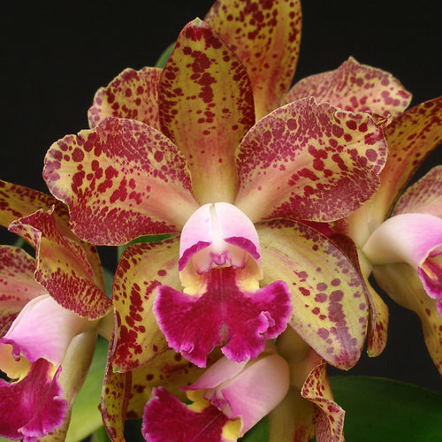 Blc. Waikiki Gold x Waianae Leopard