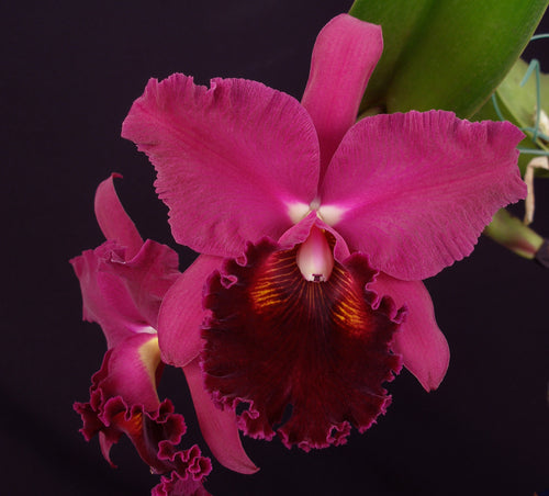 Blc. Edisto 'Barney Garrison' AM/AOS  *Division B*