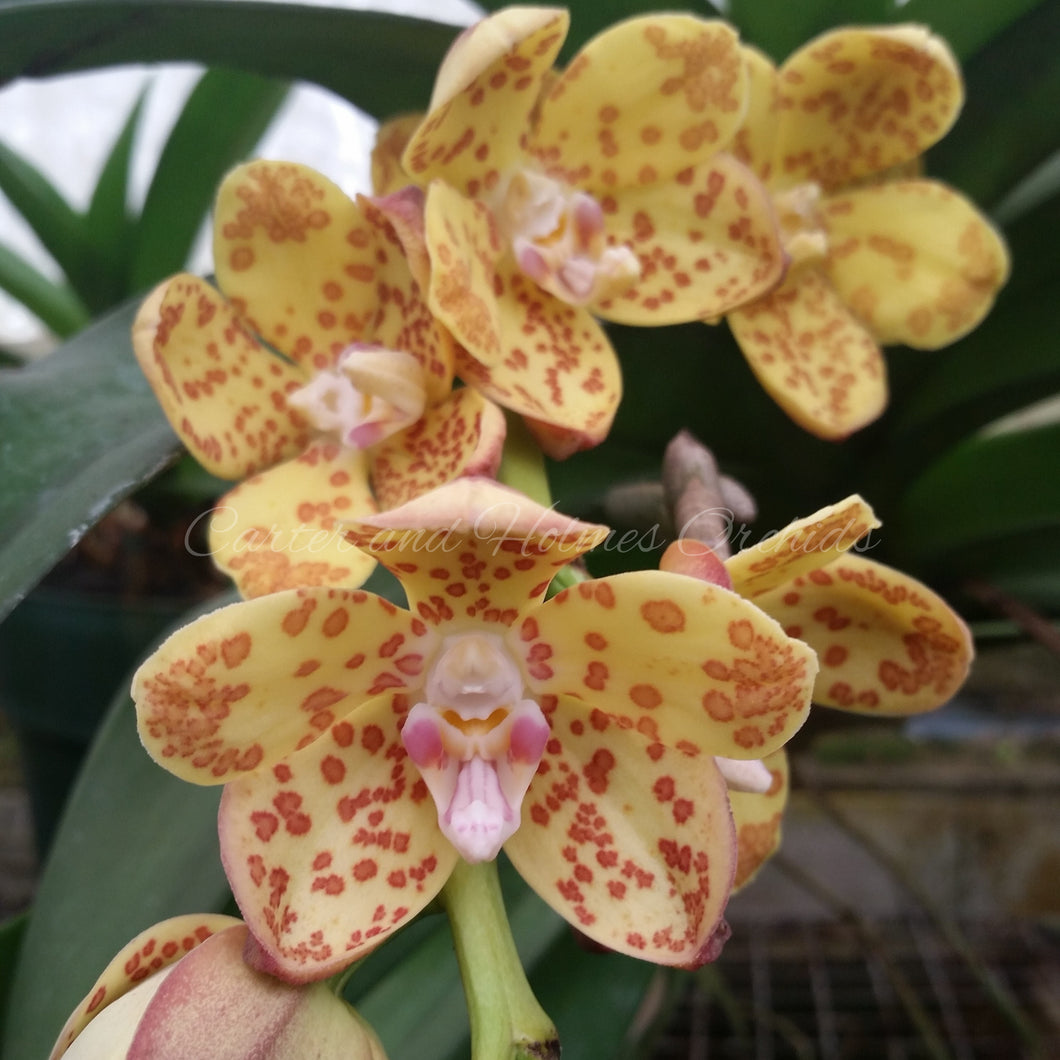 Vandopsis gigantea *Rare Species*