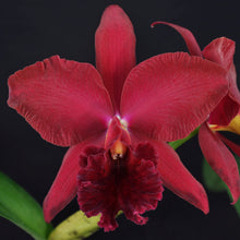 Load image into Gallery viewer, **COMMUNITY TRAY** Blc. (Yonges Island x James Island)  x Blc. Eagle Island