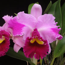 Load image into Gallery viewer, Lc. Coastal Splendor 'Flare' x Blc. Dream Paradise 'Temptation' BM/JOGA