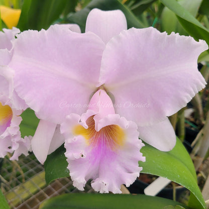 Bc. Anita Gierok x Pot. Cloud's Creek