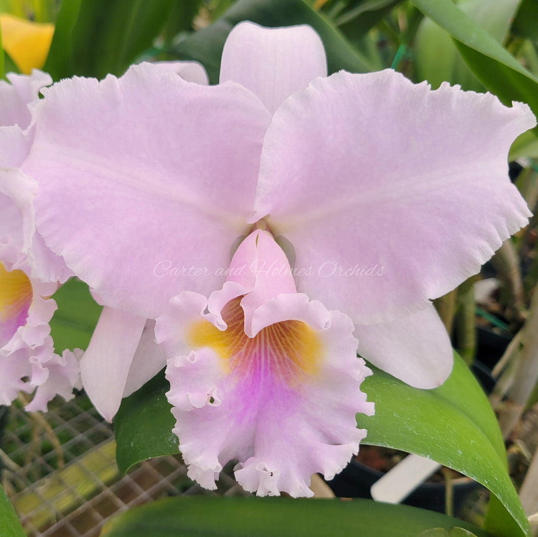 Bc. Anita Gierok x Pot. Cloud's Creek