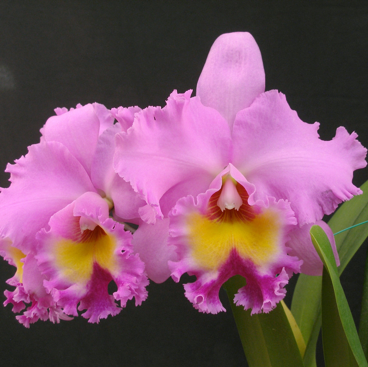 *FLASK* Bc. Donna Kimura AM/AOS  x Blc. Goldenzelle