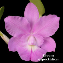 Load image into Gallery viewer, Cattleya (Snowblind x walkeriana)  x Brassavola digbyana