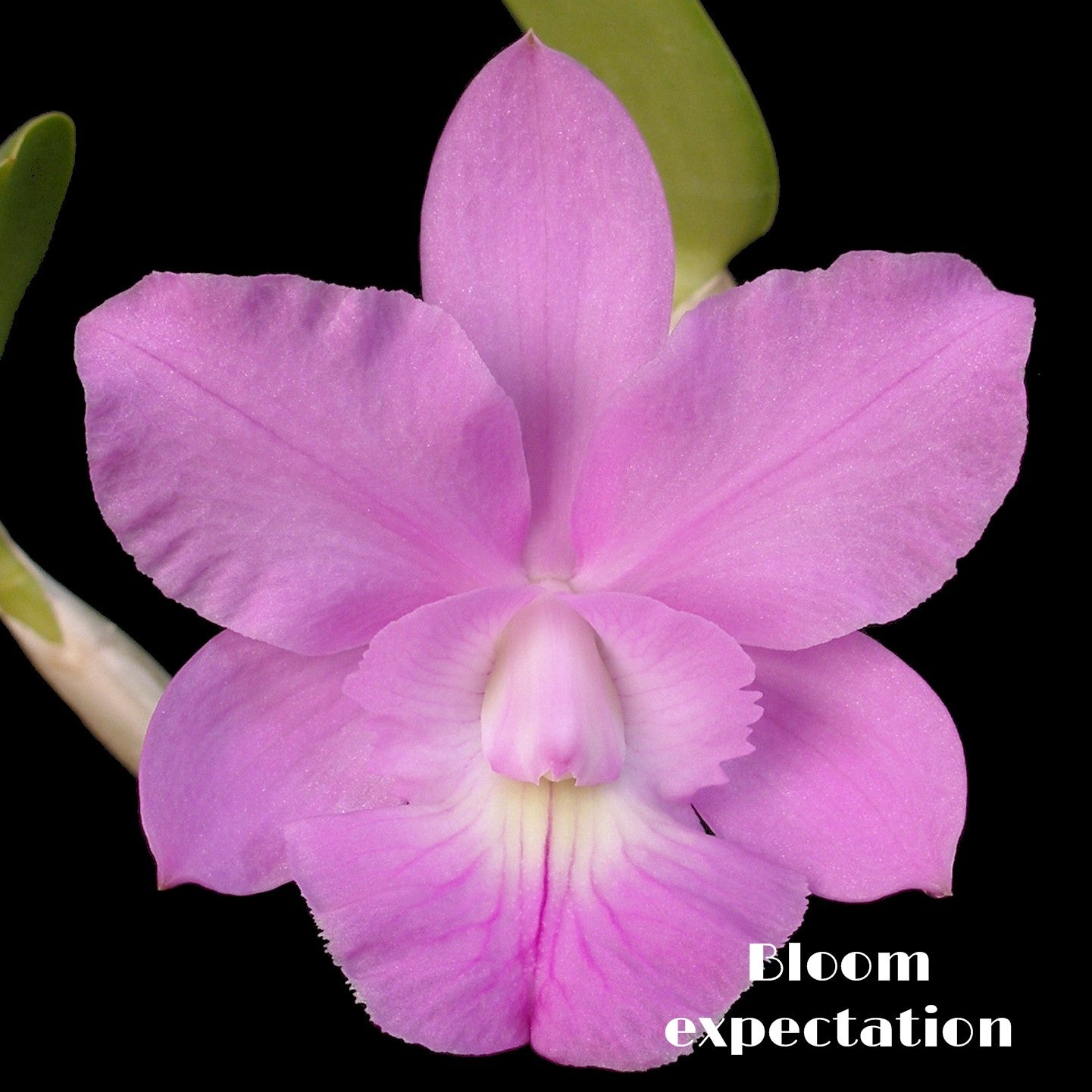 **COMMUNITY TRAY** Cattleya (Snowblind x walkeriana)  x Brassavola digbyana