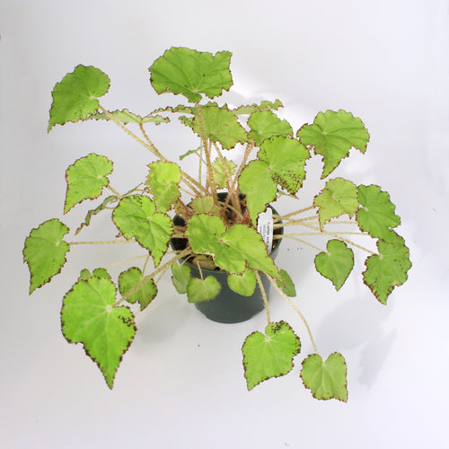 Begonia 'Deco Checks'