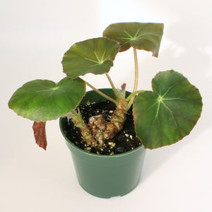 Begonia ‘Kate’s Beefsteak’