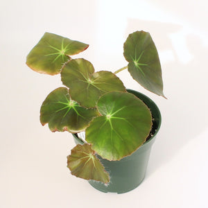 Begonia ‘Kate’s Beefsteak’