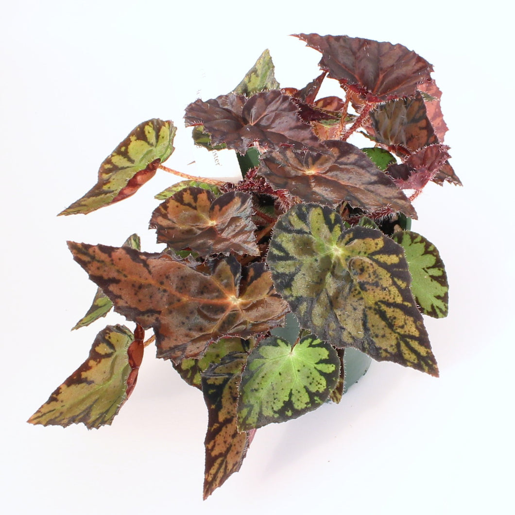 Begonia 'Silken Lustre'