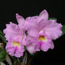 Load image into Gallery viewer, *FLASK* Blc. Annie Belle x Pot. Melisa