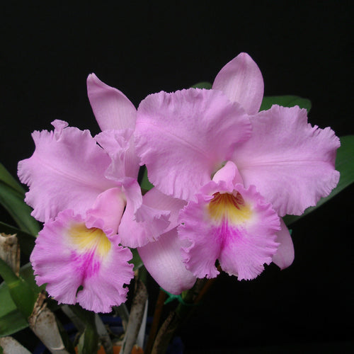 *FLASK* Blc. Annie Belle x Pot. Melisa