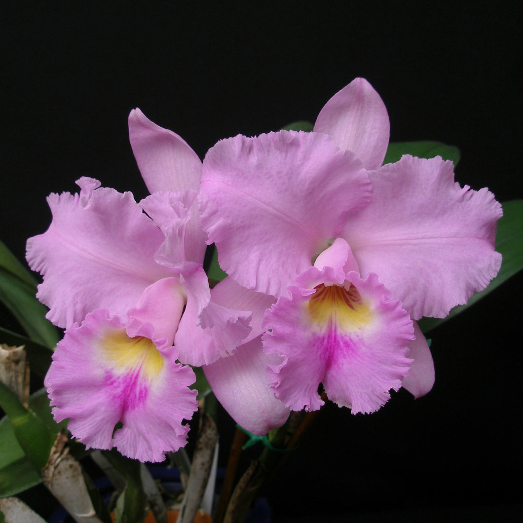 *FLASK* Blc. Annie Belle x Pot. Melisa