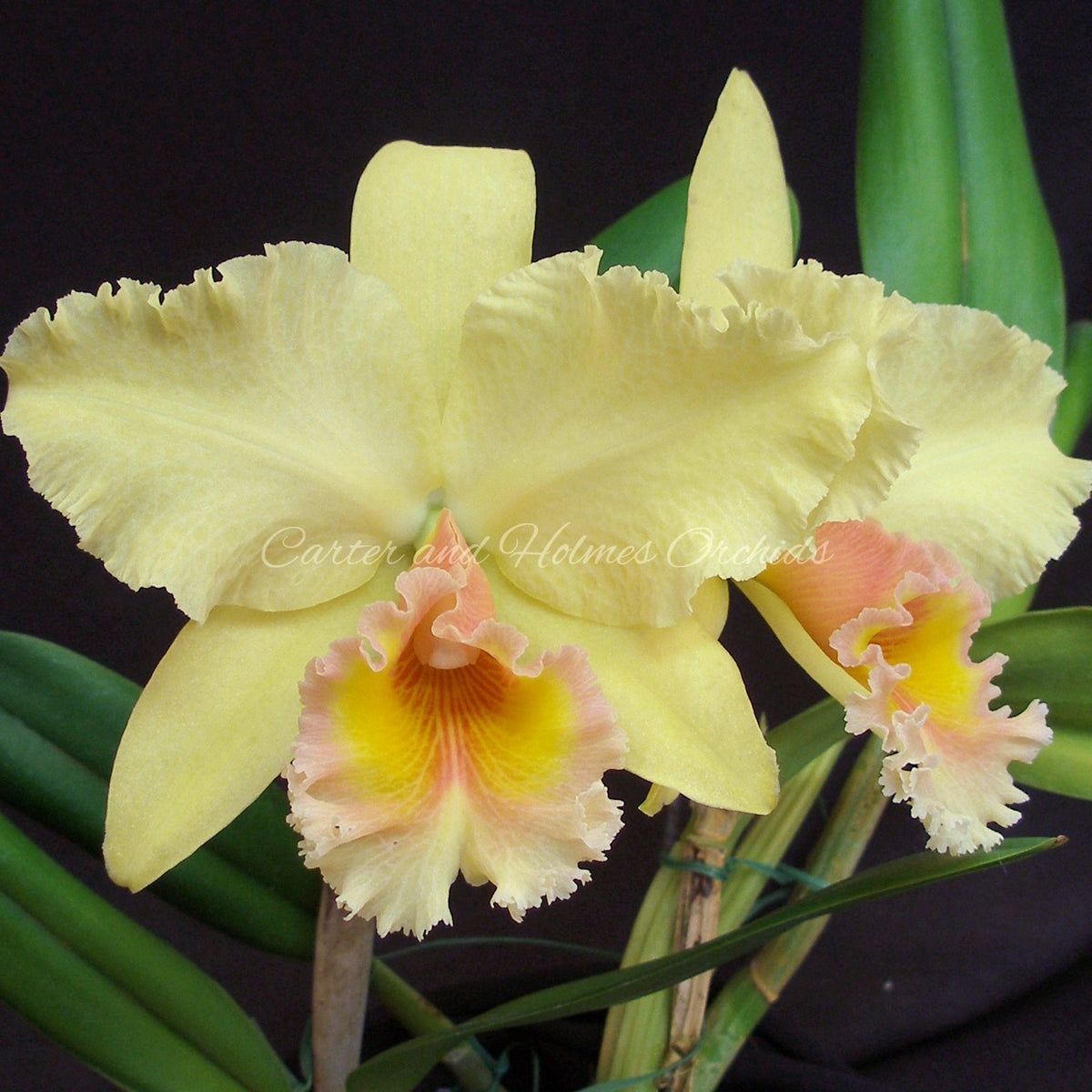*FLASK* Blc. George King