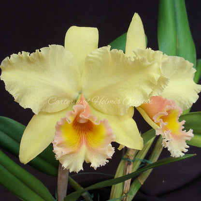 *FLASK* Blc. George King
