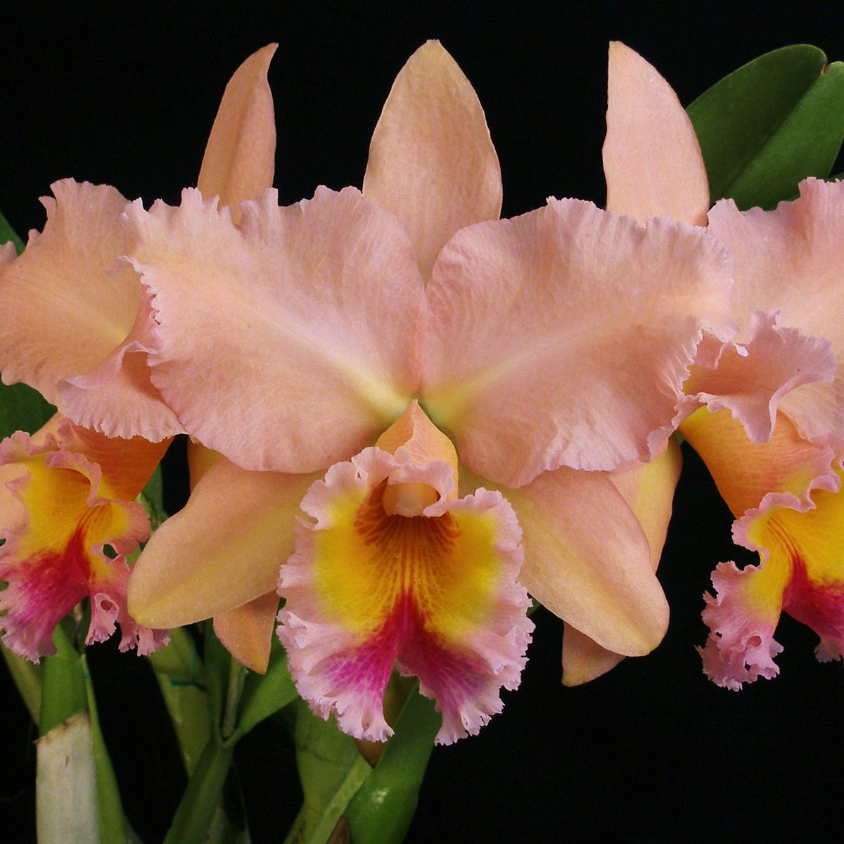 *FLASK* Blc. George King