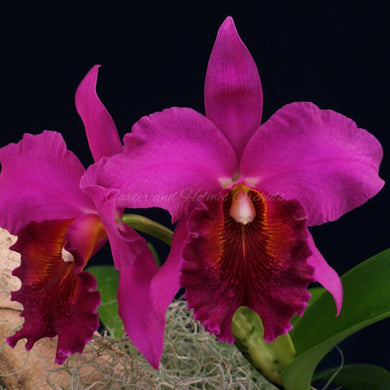 Blc. Joy Tuggy (Blc. Mac Holmes x Blc. Fort Watson)