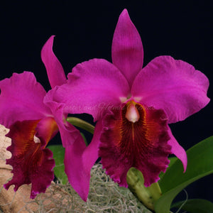 Blc. Joy Tuggy (Blc. Mac Holmes x Blc. Fort Watson)
